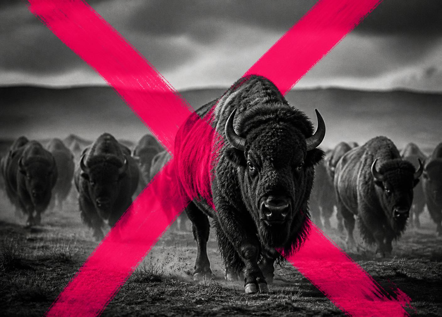 A bison herd moving as one across a plain, led by a single animal in sharp focus