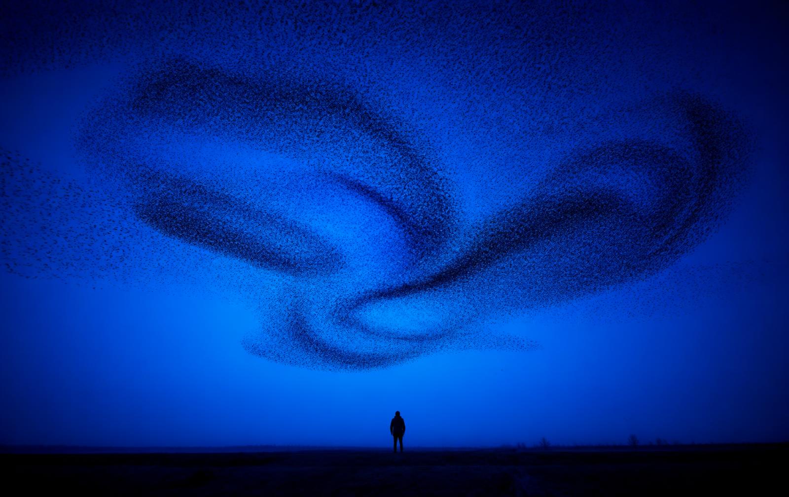 A murmuration of birds turning as a single body above a city skyline
